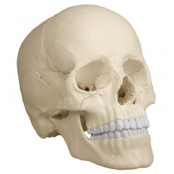 Erler-Zimmer Osteopathic Skull Model (22-Part)